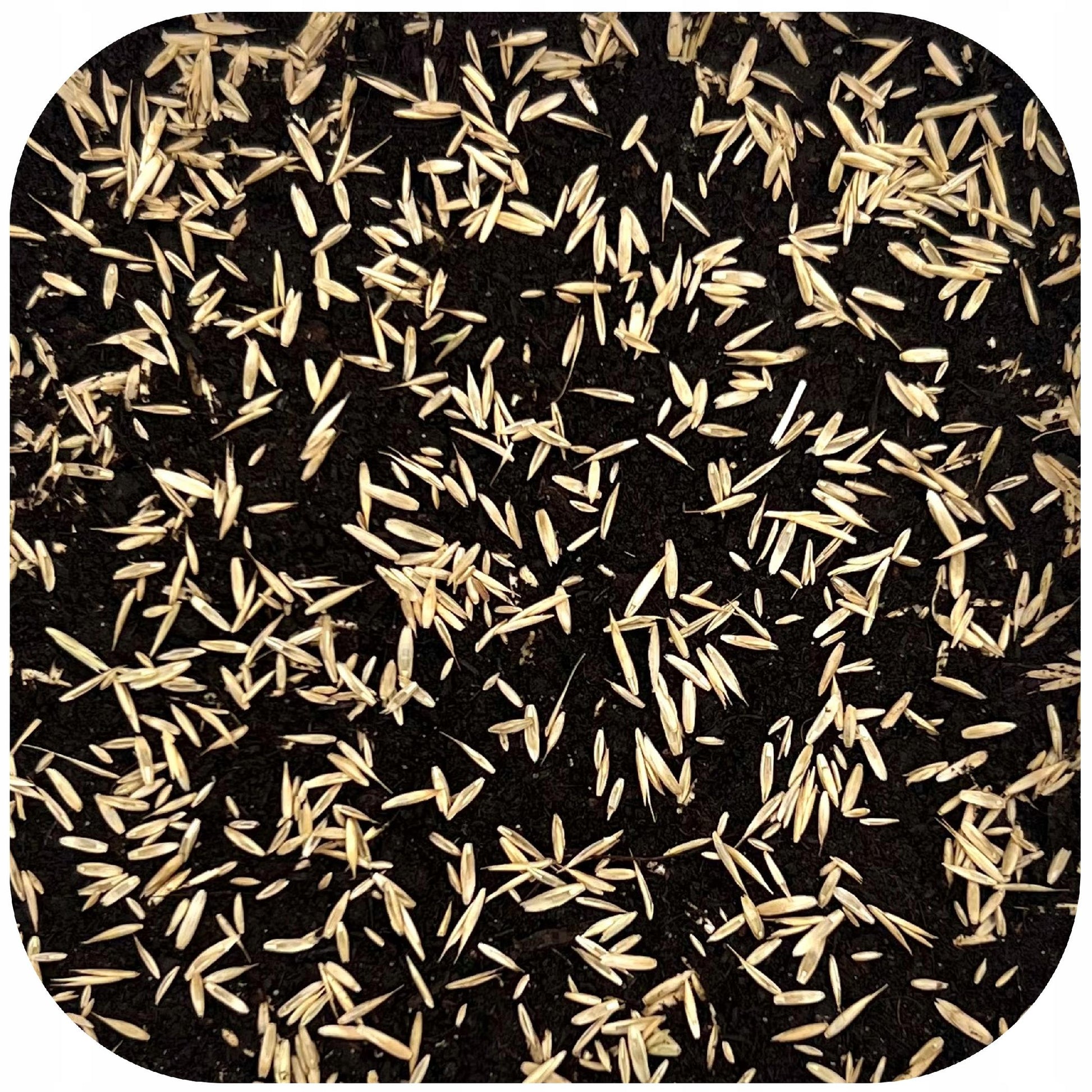 Dekoracyjna Trawa na trawniki na suchych glebach, ozdobna