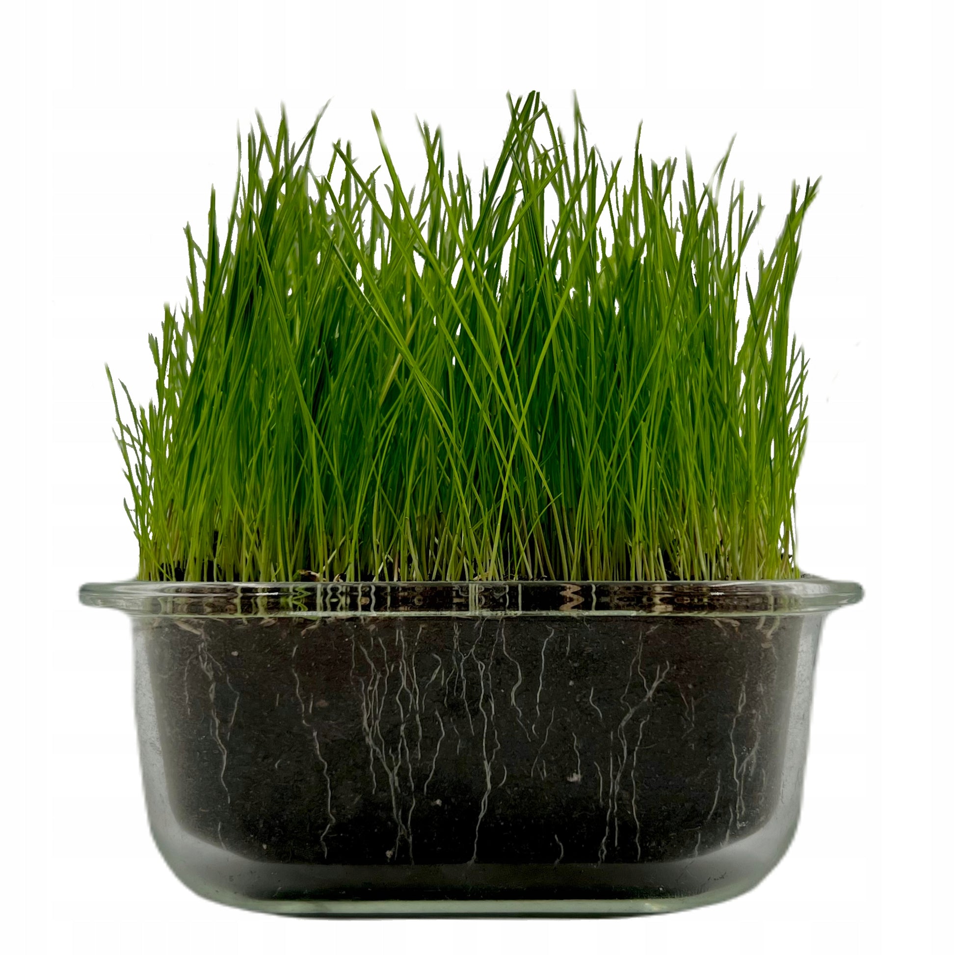 Nasiona trawy na trawnik ozdobny, dekoracyjny, ukorzenienie