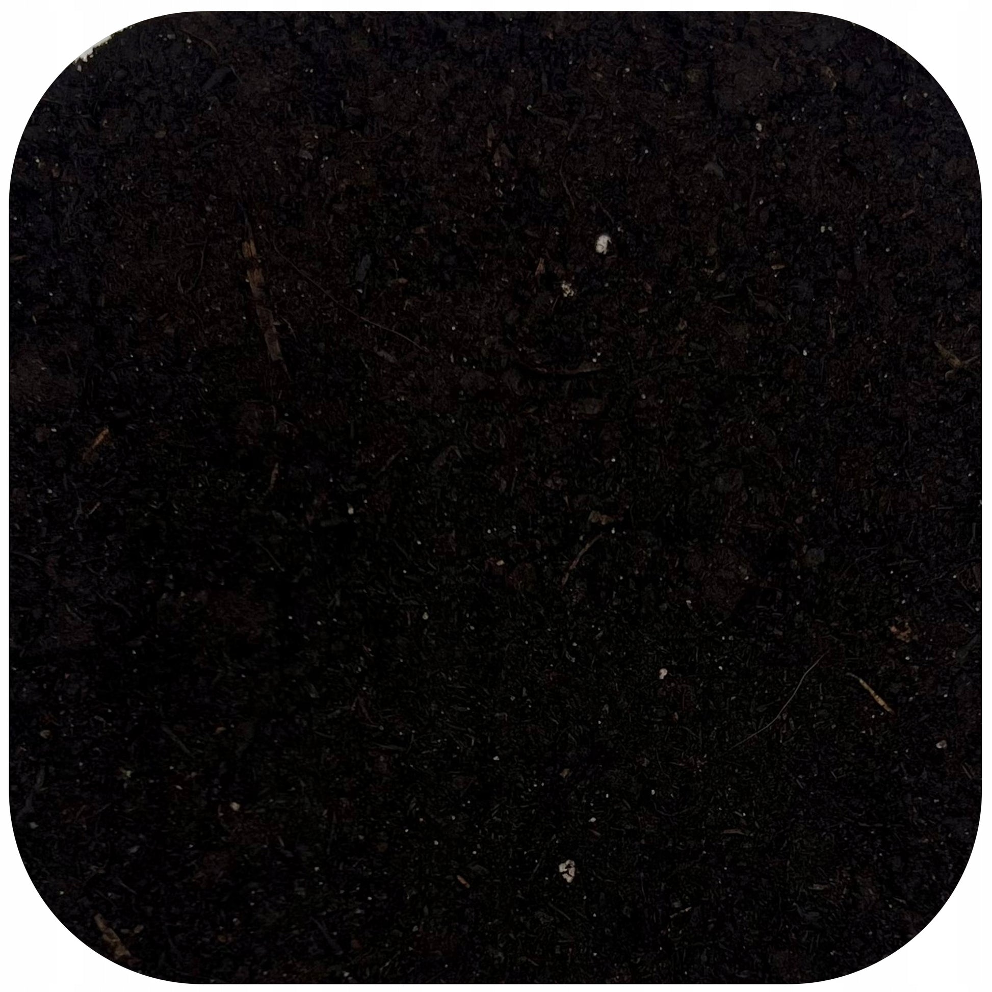 Trawa Dekoracyjna na ozdobny trawnik na suchych terenach, nasiona