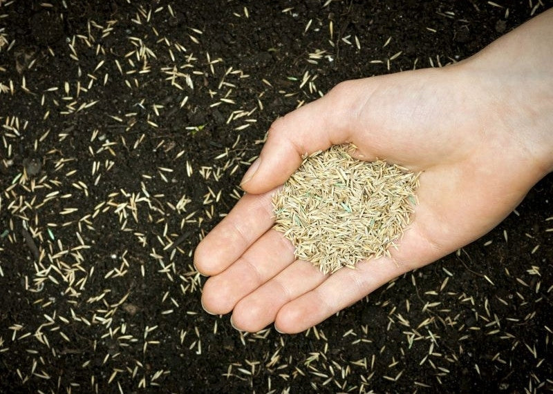 Mieszanka traw do stworzenia trawnika na suchej glebie