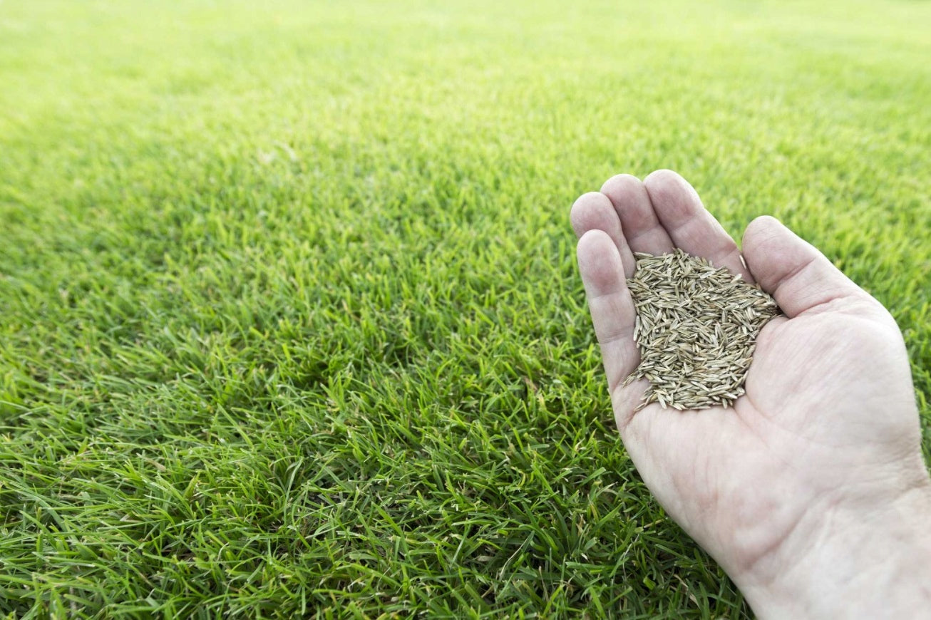 Mieszanka traw na suche tereny, nasiona na trawnik