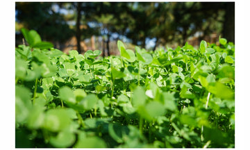 MIKROKONICZYNA OTOCZKOWANA drobnolistna KONICZYNA nasiona 500g