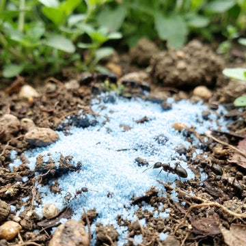 PROSZEK NA MRÓWKI PREPARAT ŚRODEK 2kg