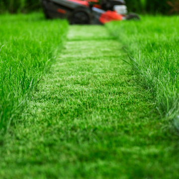 Trawa Sportowa Rekreacja, nasiona, Stylizer Profesjonalny Trawnik 10kg