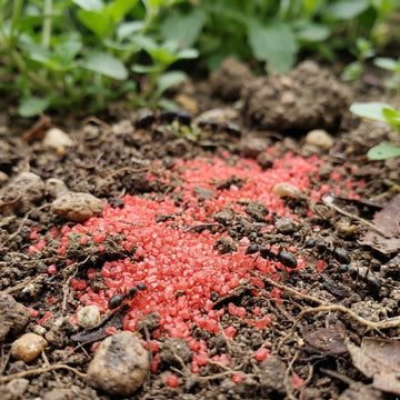 TRUTKA PROSZEK NA MRÓWKI PREPARAT 2kg