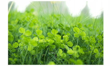 Koniczyna biała drobnolistna do trawnika