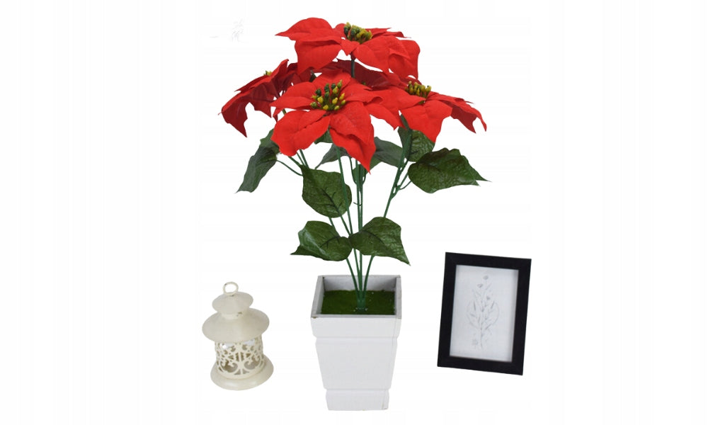 Kwiat Gwiazda Betlejemska duża jako ozdoba świąteczna na drzewko i kompozycje bożonarodzeniowe.