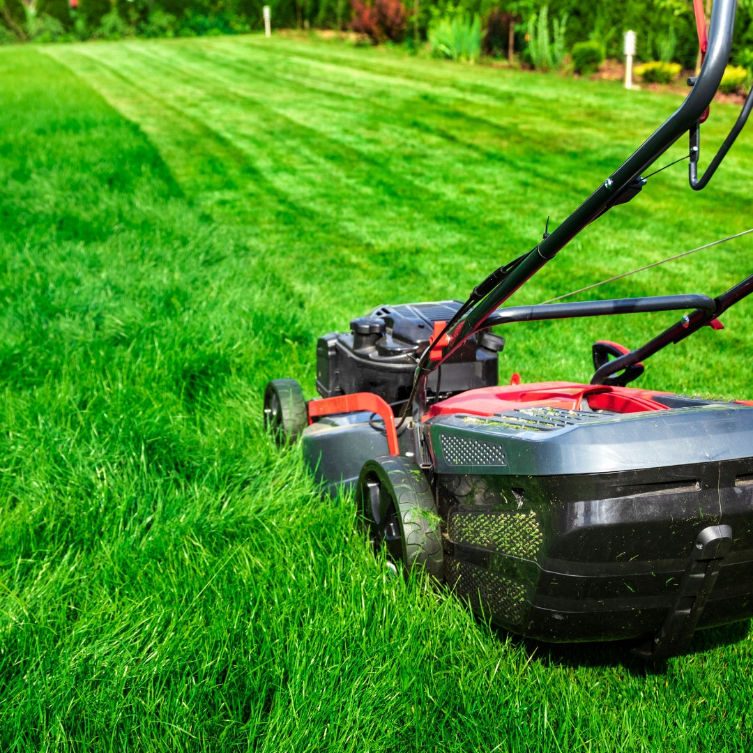 Mieszanka trawnikowa gazonowa o wysokiej estetyce