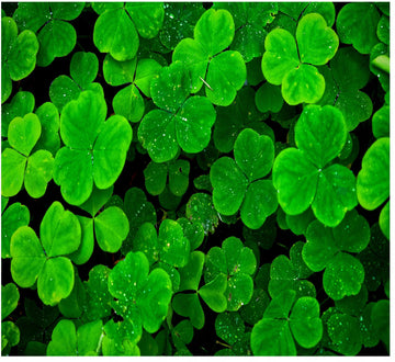 Mikrokoniczyna otoczkowana nasiona do trawnika