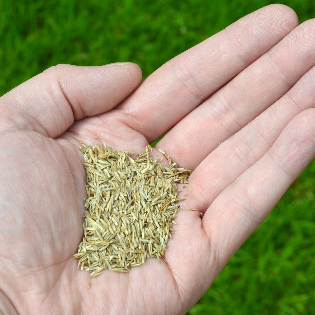 Nasiona trawy greengrass - odporna na deptanie, mocny system korzenny.
