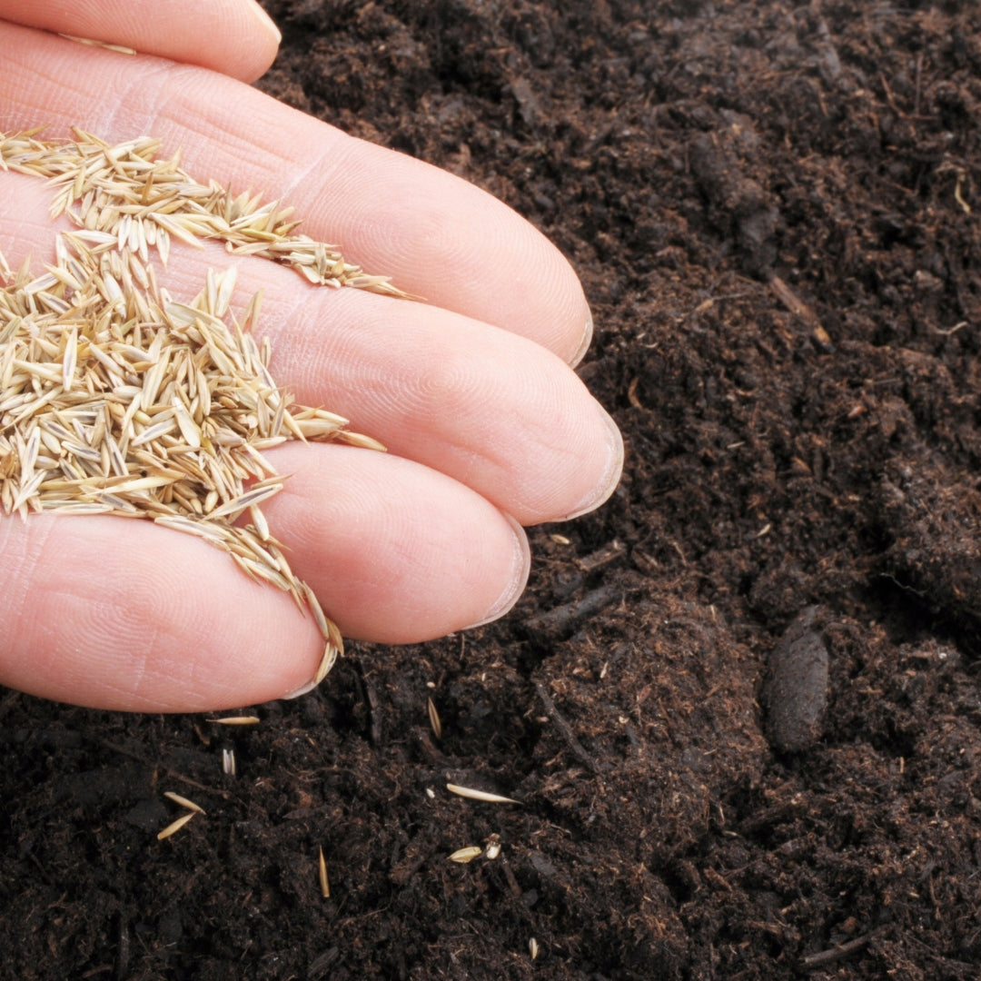 Nasiona trawy do estetycznego i zadbanego trawnika Gazonowa Stylizer