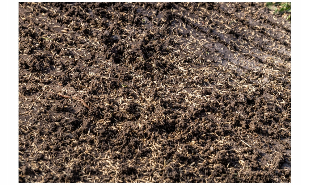 Trawa ogrodowa na suche i słabe podłoża