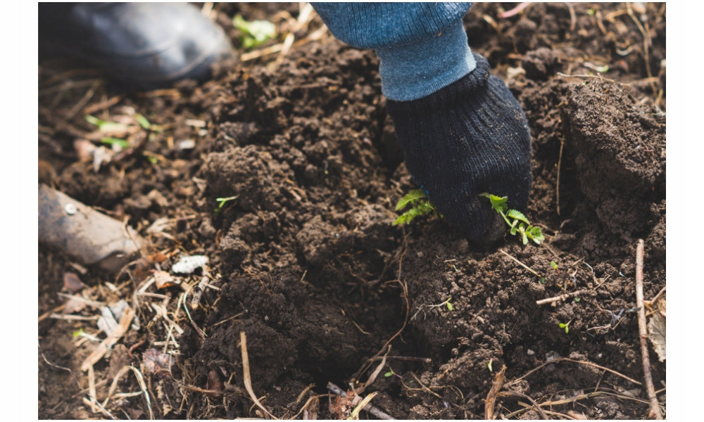 Trawa do dosiewu i regeneracji trawnika