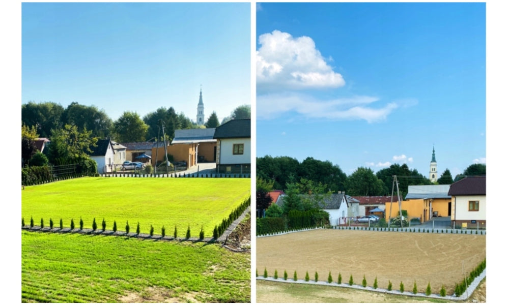 Mieszanka traw do zakładania trawnika na suszę