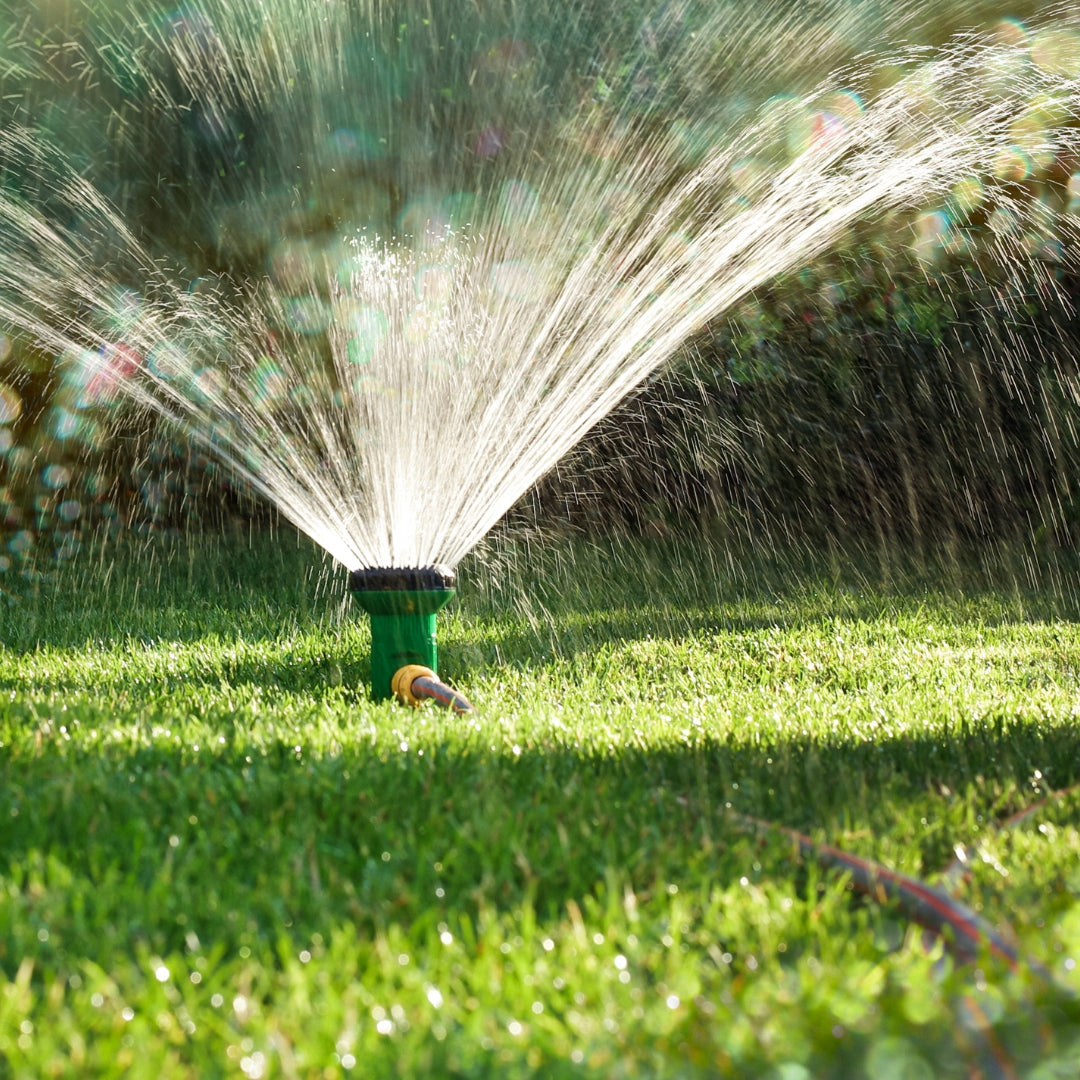 Trawa trawnikowa o soczyście zielonej barwie