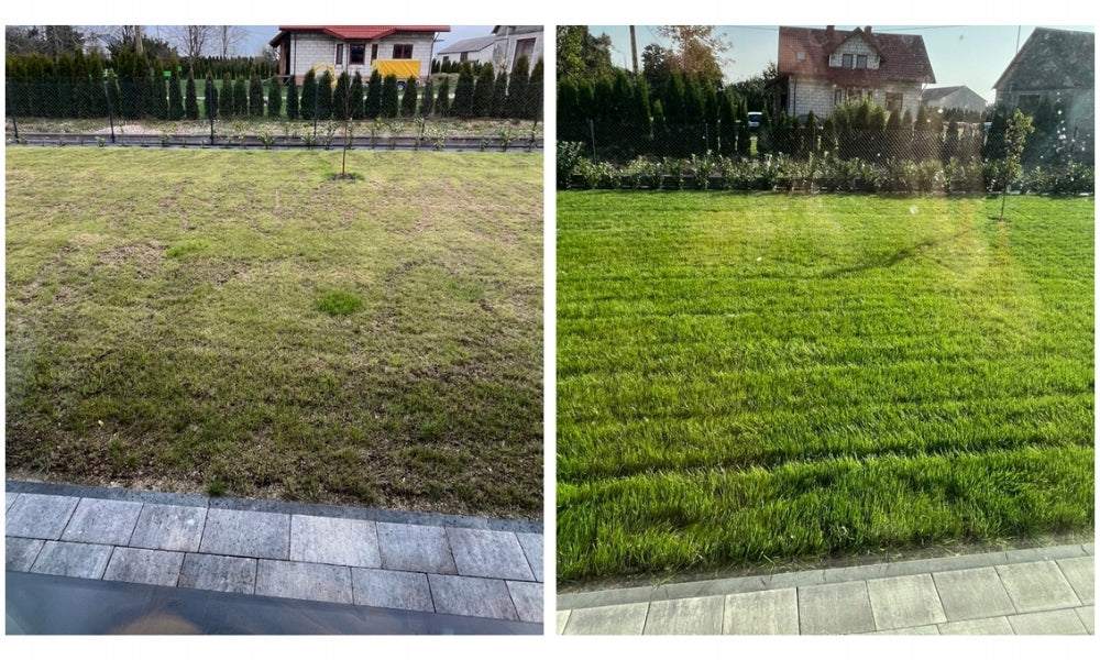 Trawnik regeneracyjny z silnym rozkrzewianiem