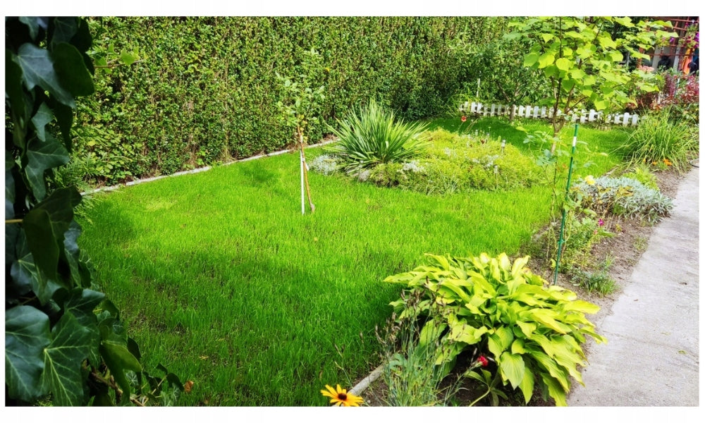 Trawnik renowacyjny odporny na deptanie