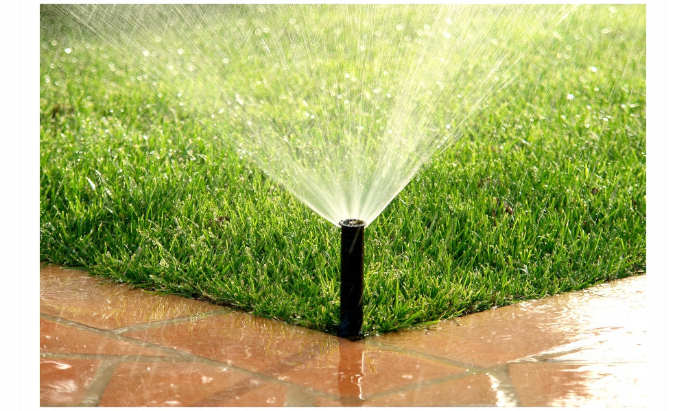 Trawnik odporny na niedobór wody