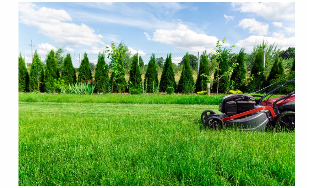 Trawnik sportowy szybko regenerujący się