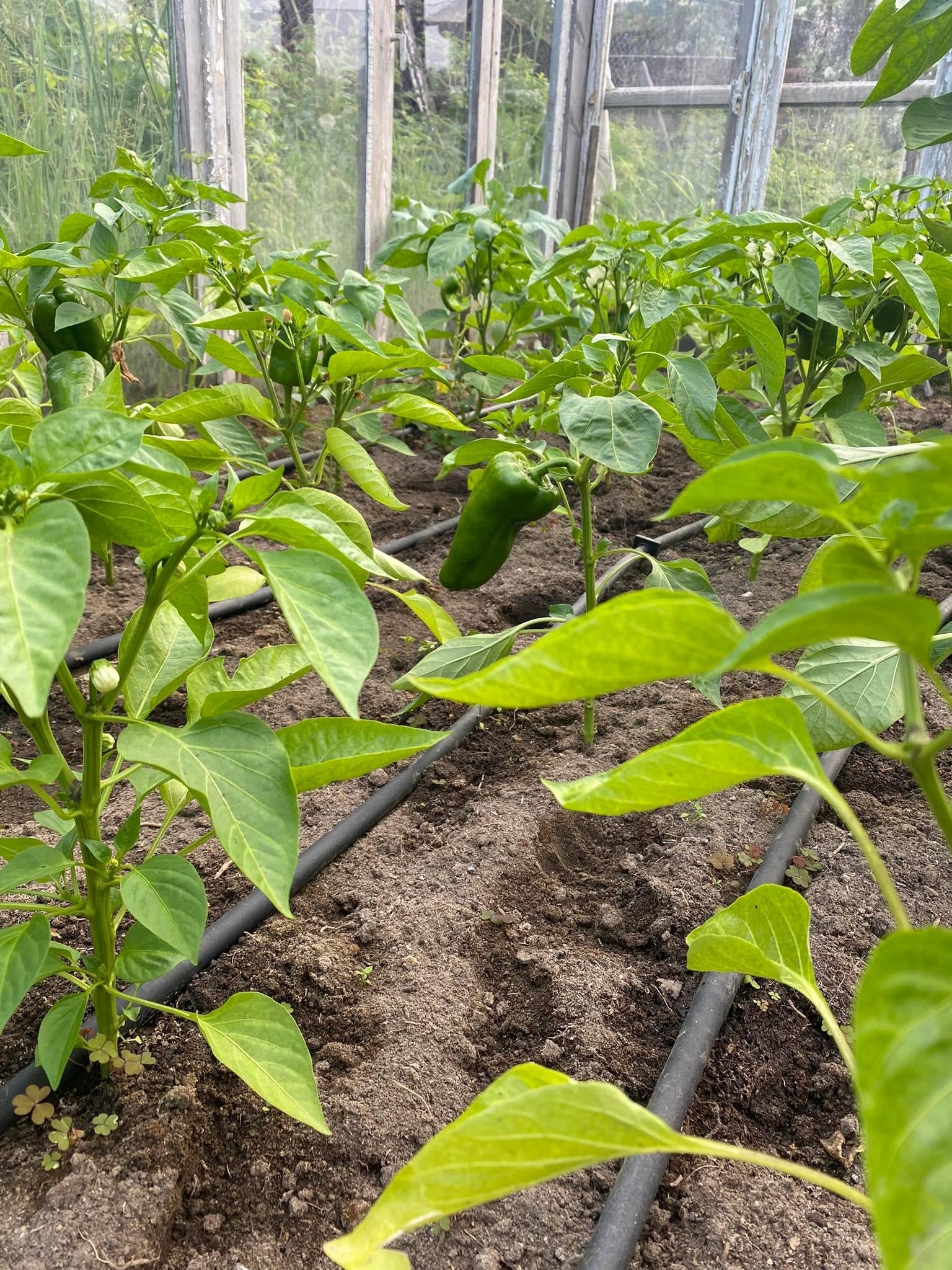 Linia kroplująca 16 mm 400 m rozstaw kroplowników 33 cm