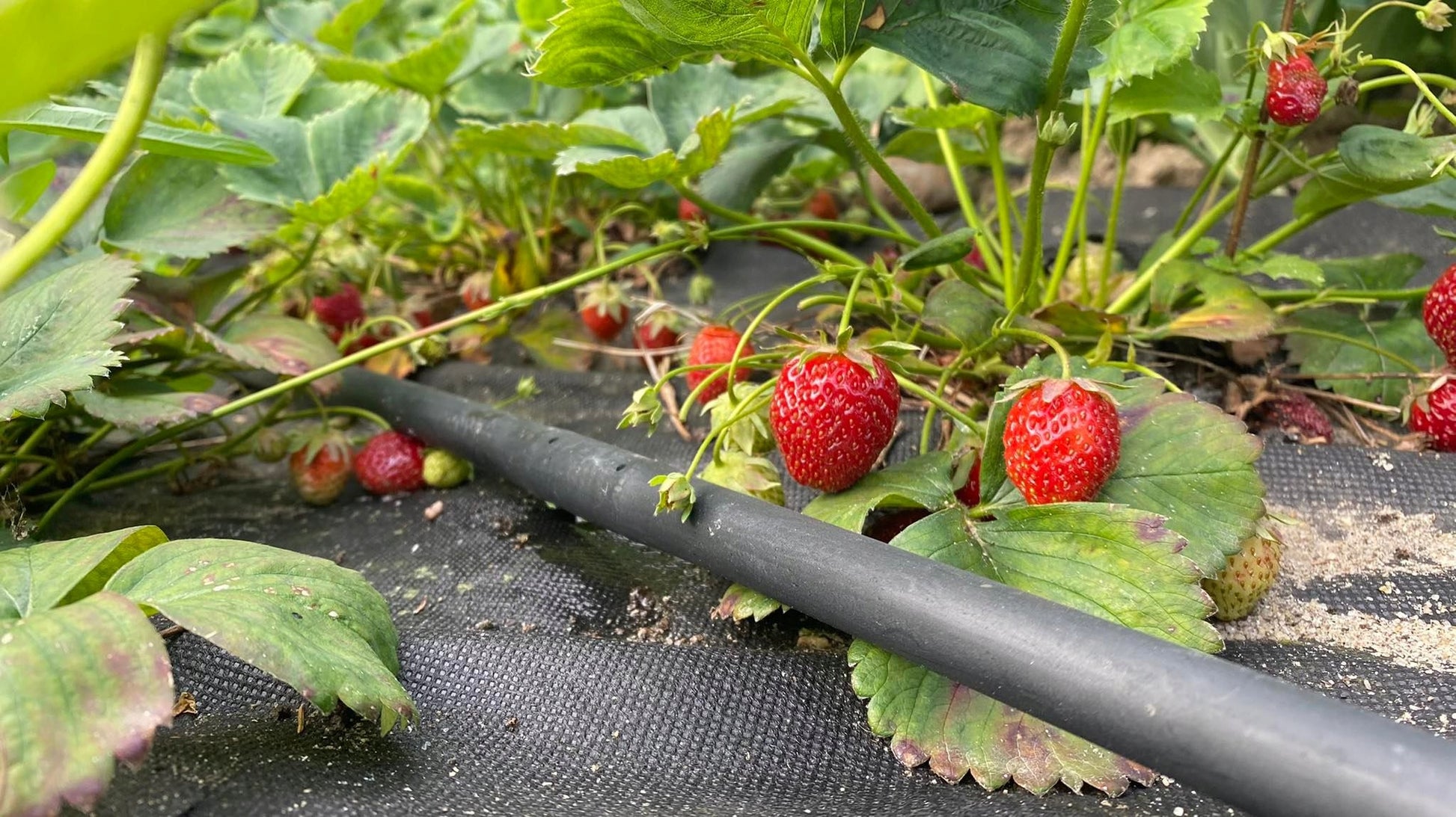 Linia kroplująca 16 mm do warzyw owoców i krzewów