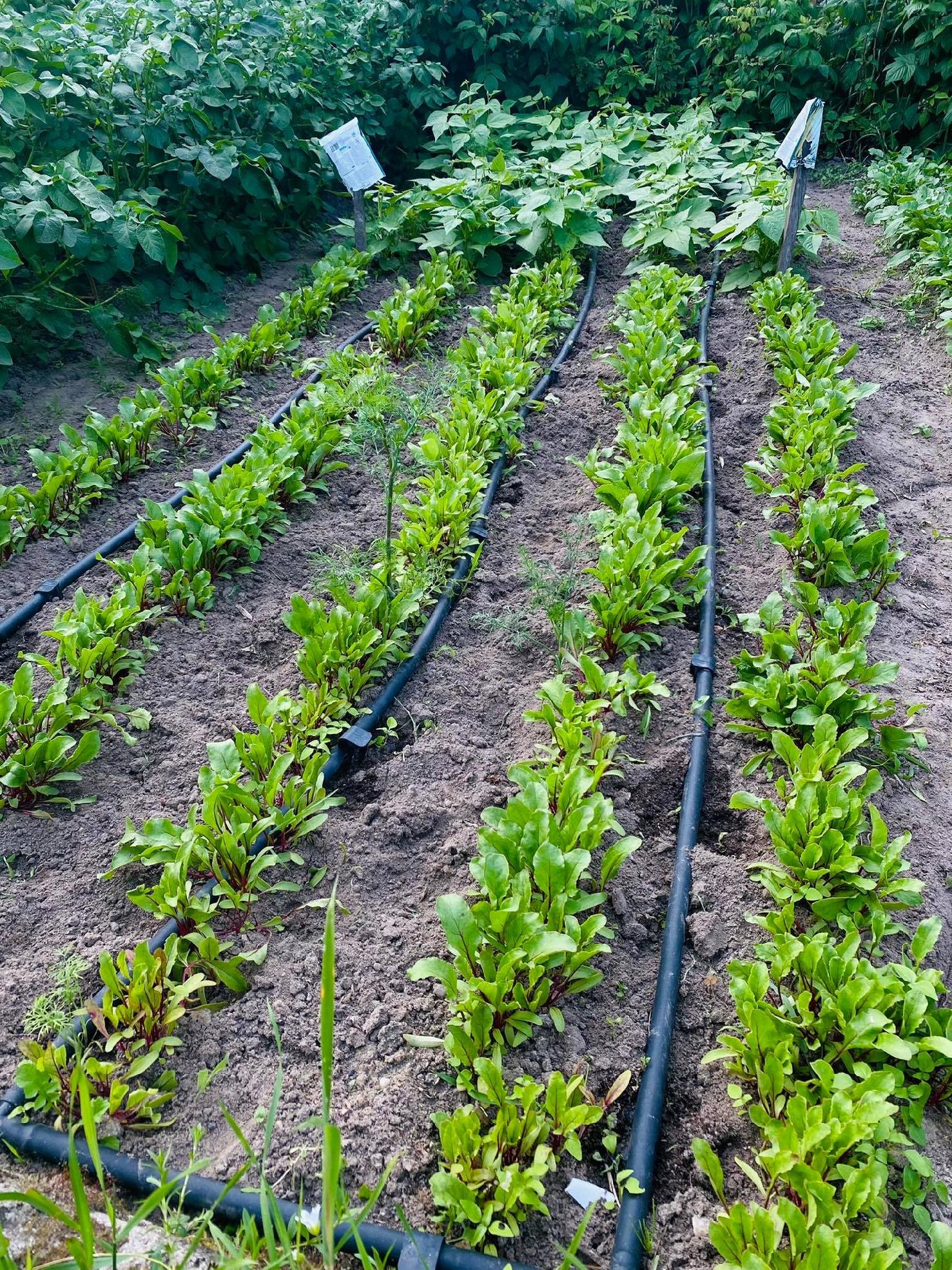 Linia kroplująca do plantacji i rzędów roślin