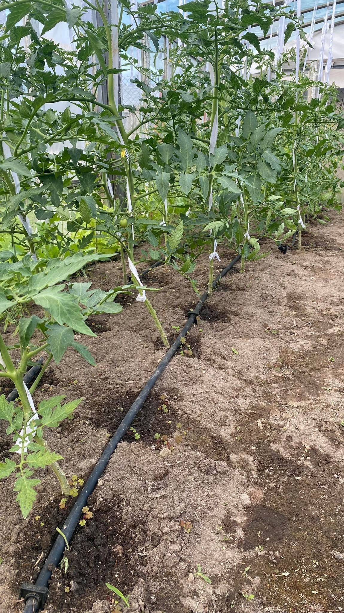 Linia nawadniająca 100 m do warzywnika i rabat