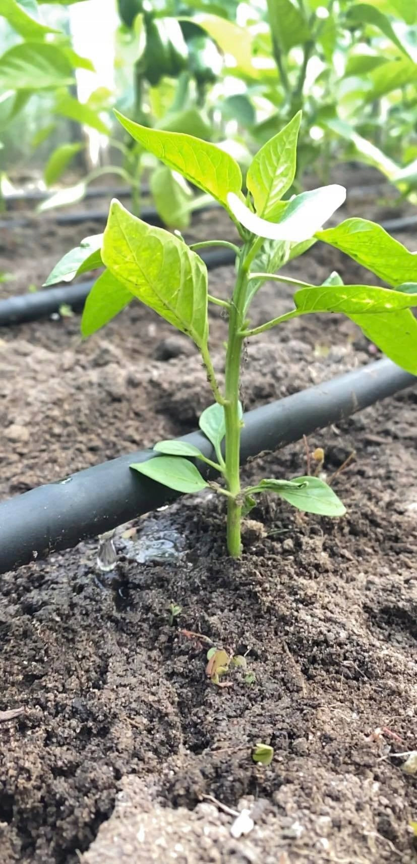 Nawadnianie kropelkowe XXL 100 m z 92 elementami