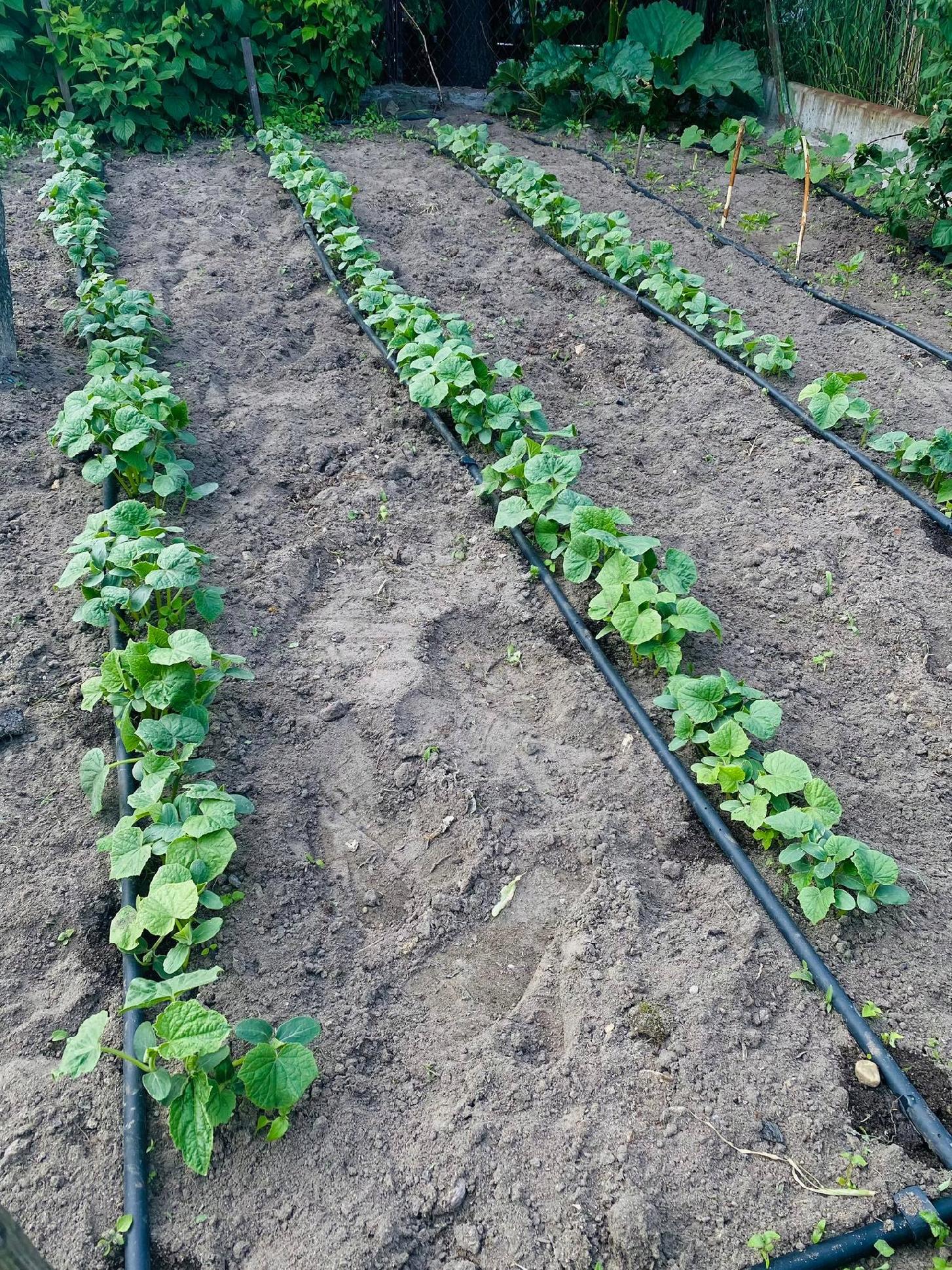 Precyzyjne nawadnianie linią kroplującą 100 m