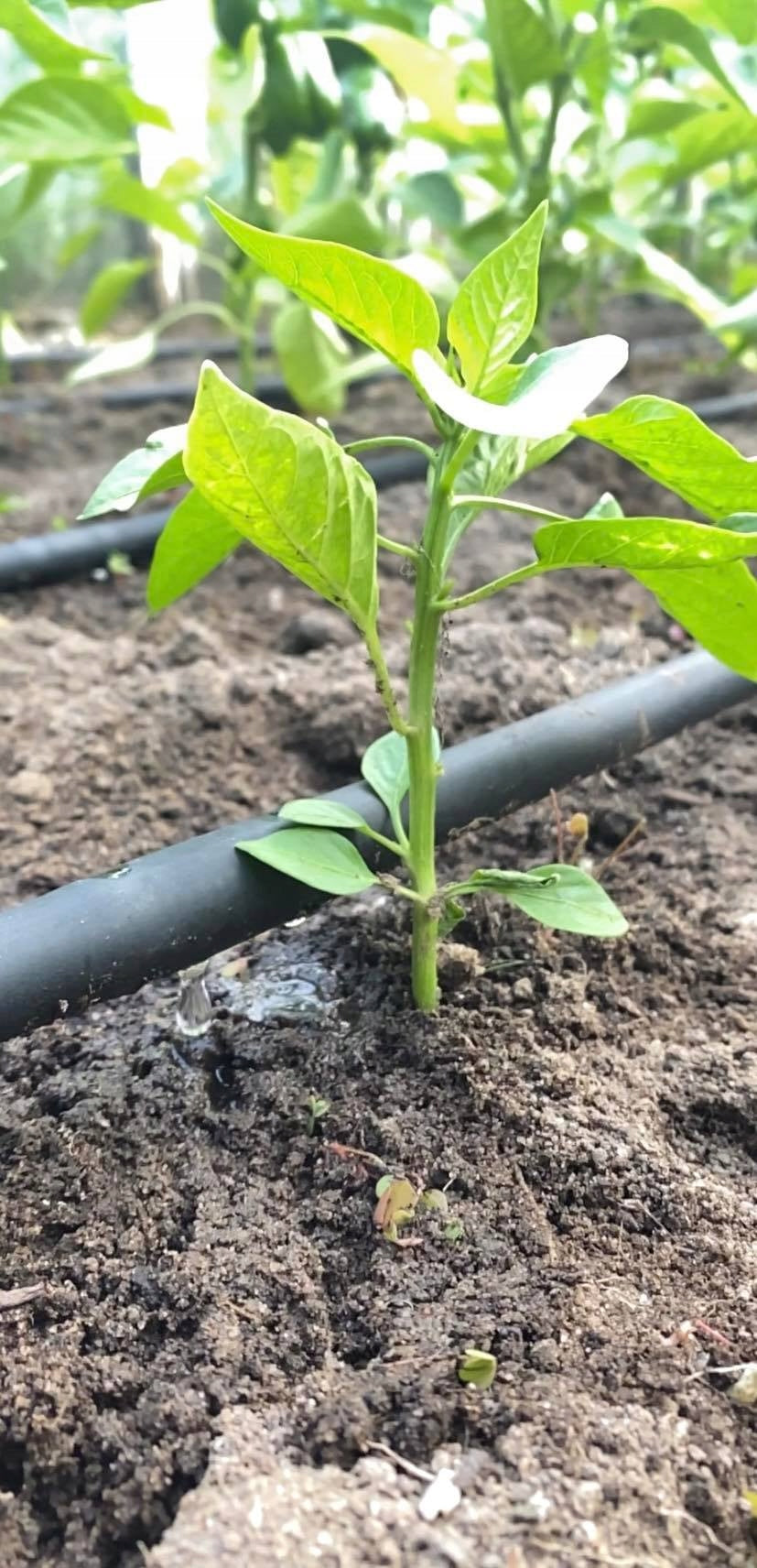 Wąż kroplujący 50 m z akcesoriami montażowymi