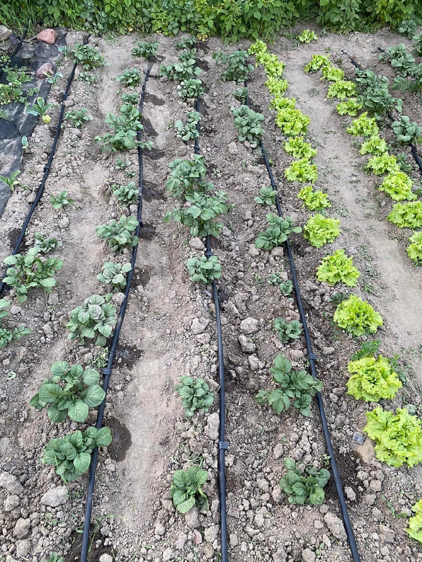 Wąż kroplujący do upraw warzywnych