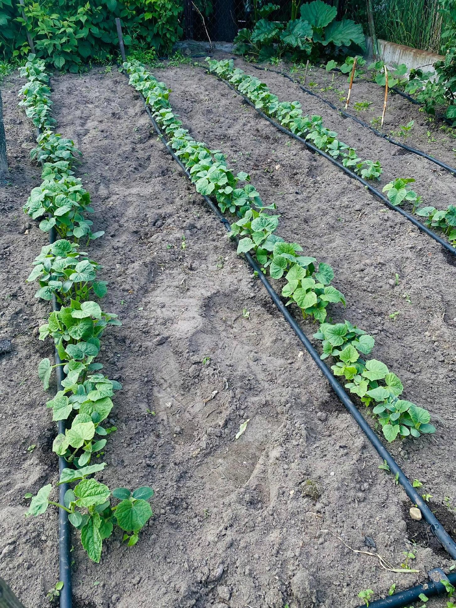 Zestaw premium do nawadniania ogrodu i warzywnika